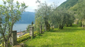 Gli Ulivi di Nesso Nesso